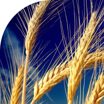 For cereals, leafy and ornamental crops